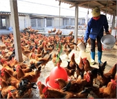 Đăng ký lưu hành thức ăn chăn nuôi - Dịch Thuật Thiên Di - Công Ty TNHH Thương Mại Dịch Vụ Thiên Di